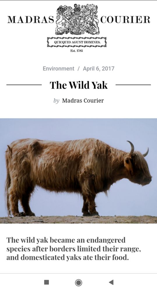 Source: https://madrascourier.com/environment/the-wild-yak/