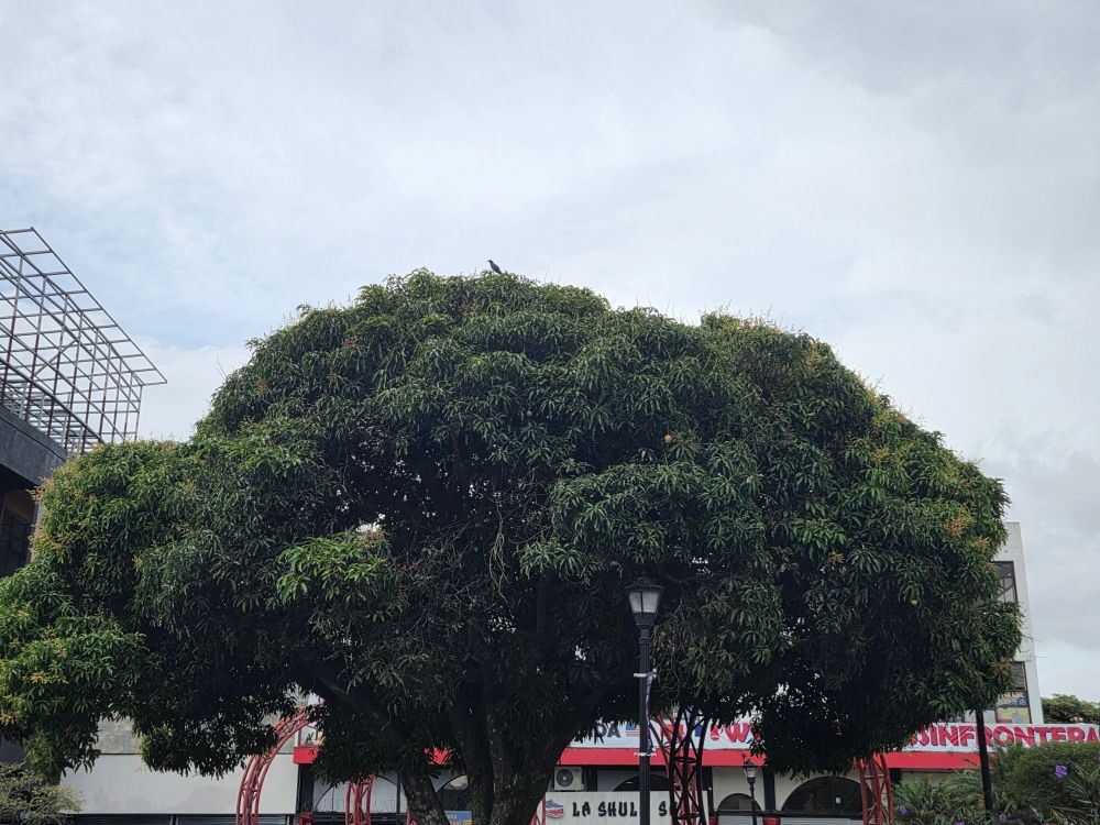 Mango tree in San Jose CR by the Barrio Chino