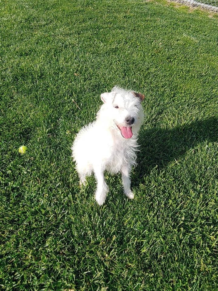 A small, fluffy white dog with one brown ear sitting in the grass and smiling a big happy dog smile.