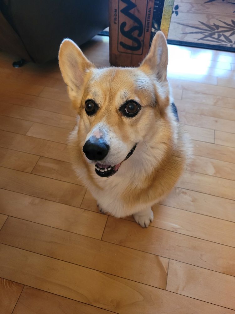 Tyrion the tri colored corgi sitting pretty, smiling at the camera. 