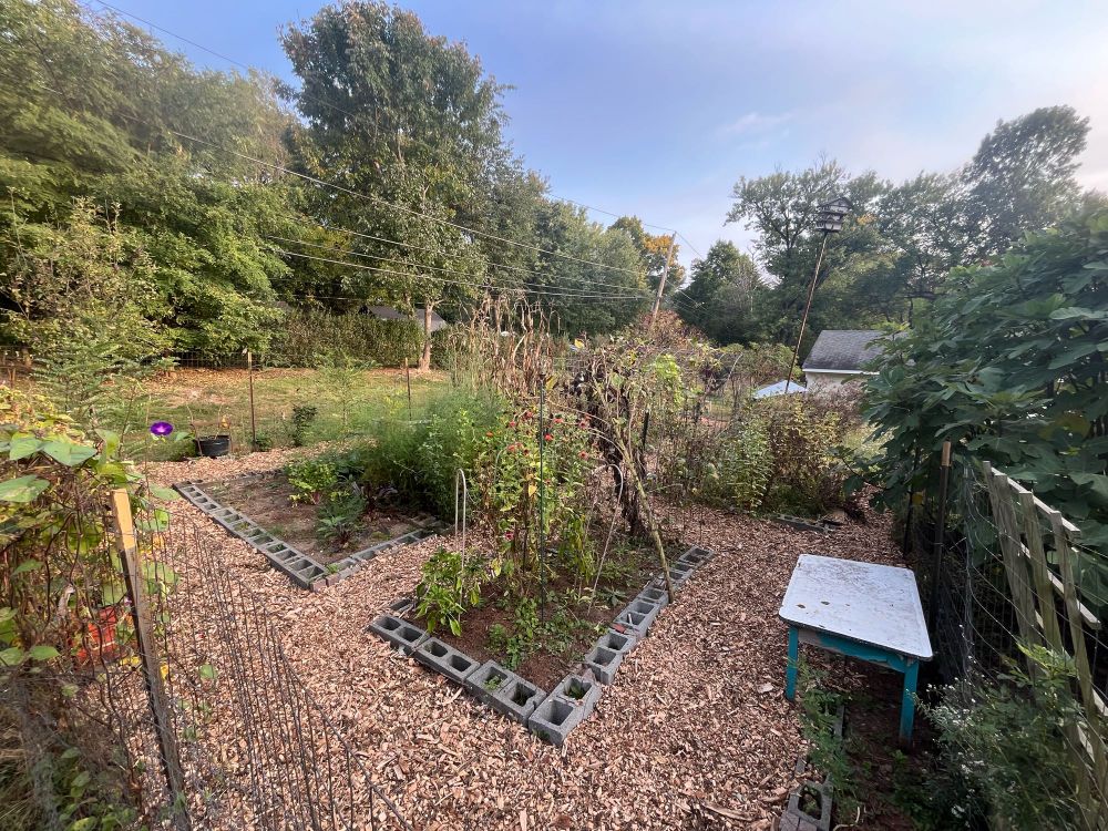 A garden with several raised beds, near the end of the season, plants fading. 