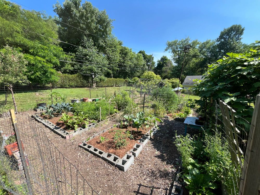 A garden with several raised beds, plants and veggies growing. 