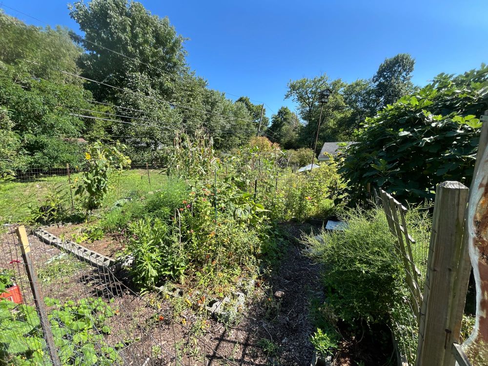 A garden with several raised beds, in full bloom. 