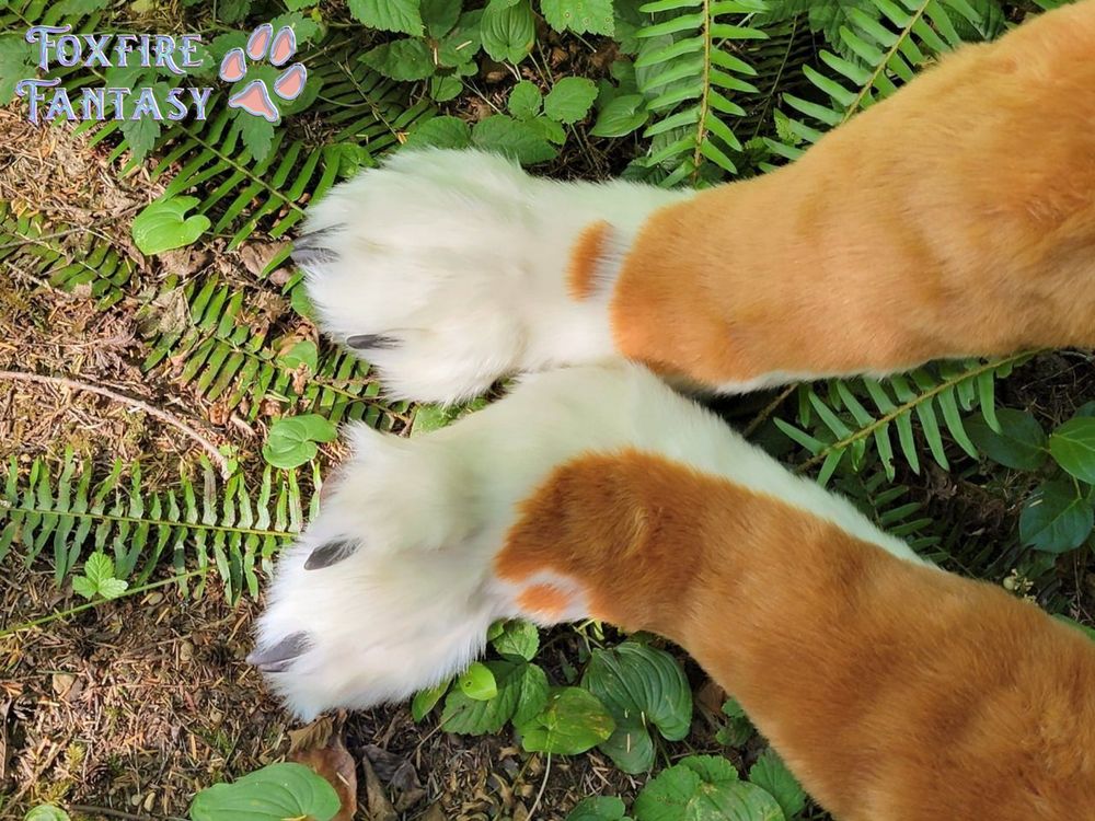 Dhole paws on the jungle floor