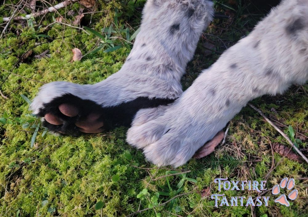 Bobcat paws on a bed of green moss 