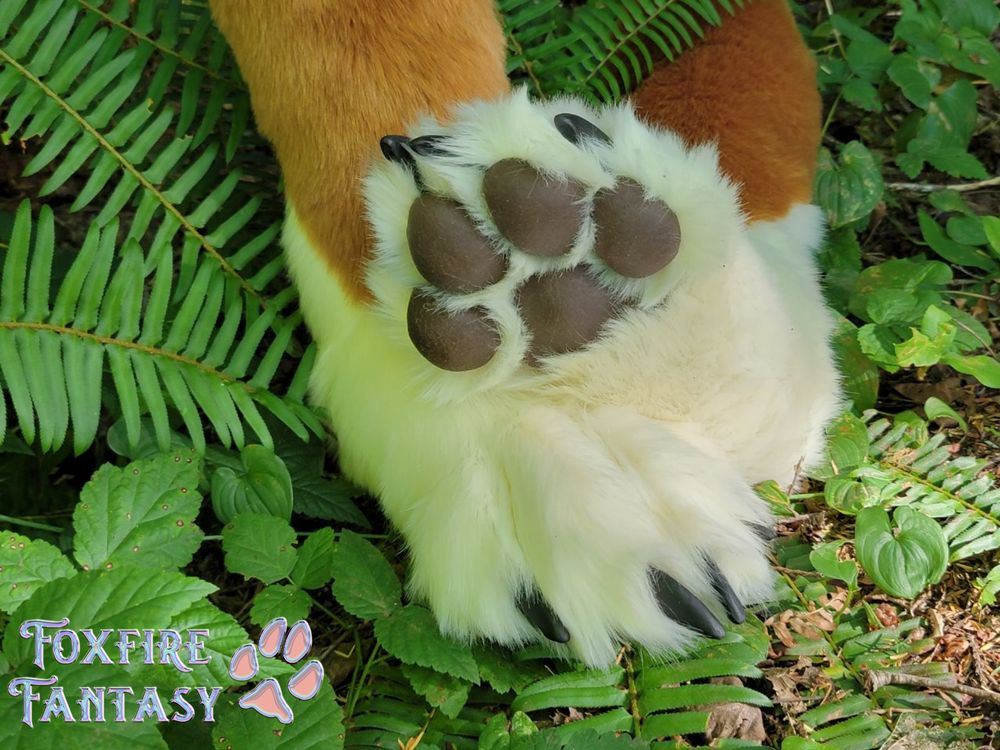Dhole paws on the jungle floor 