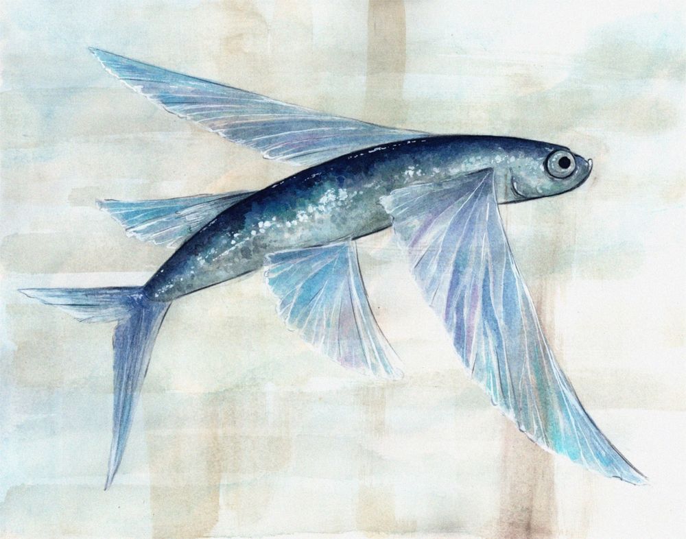 watercolor illustration of a flying fish viewed from the right side, its fins extended for gliding. it has deep blue to silver scales and translucent wings that reflect a number of violet and blue shades. the background is simple neutral-colored washes.