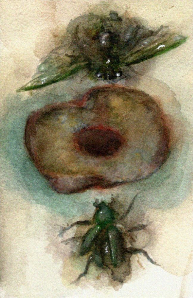 watercolor illustration. on either side of a rotting peach half are a crushed green junebug and crushed dog day cicada. things are warm and moldy.