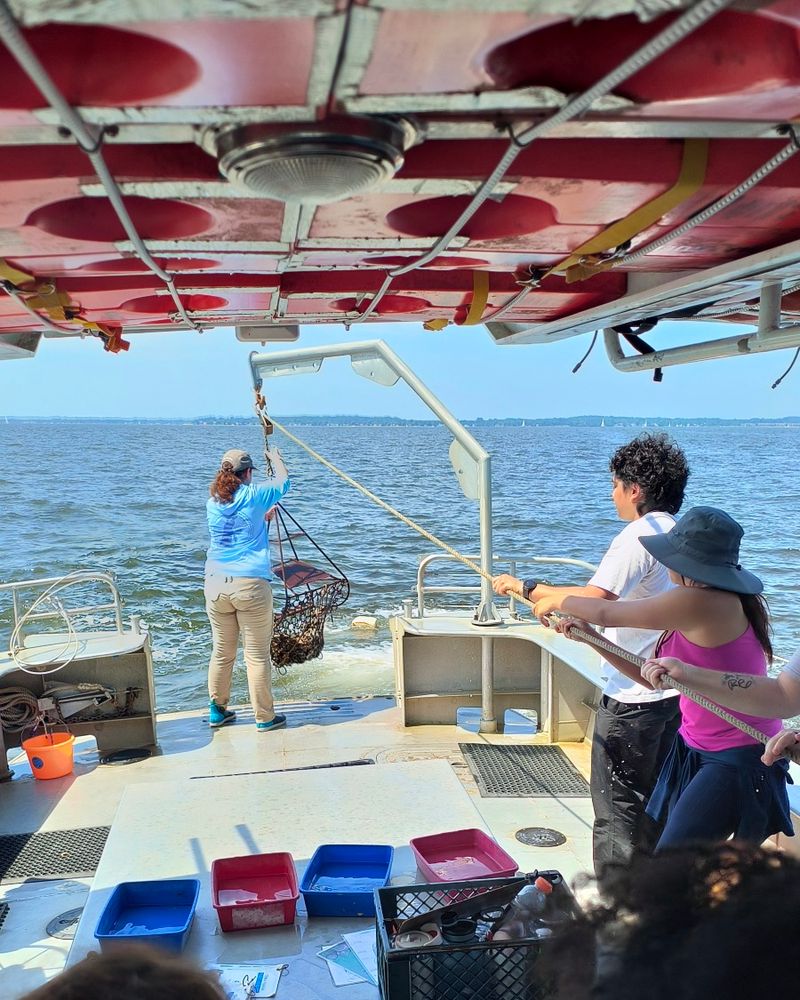 Students help hoist a mesh oyster dredging bag onto a boat on the water