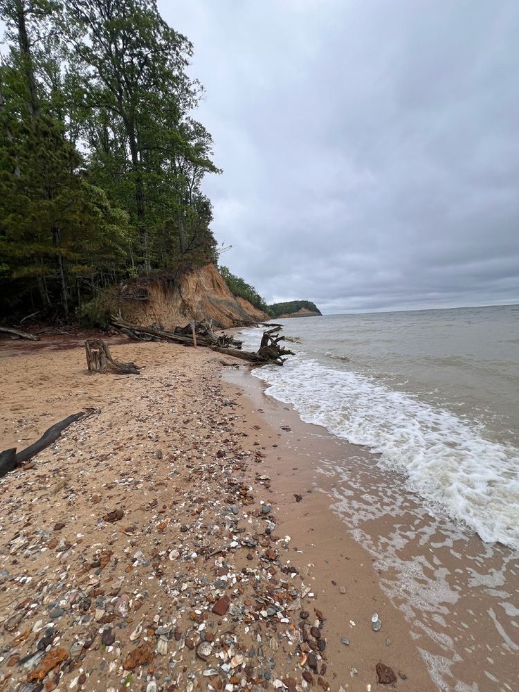 A sandy beach covered in rocks and shells with tree-covered eroding cliffs