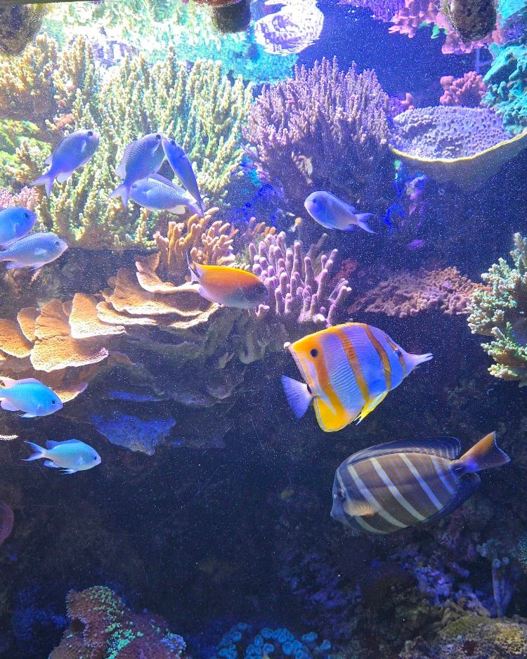 An aquarium tank with corals and colorful fish swimming together
