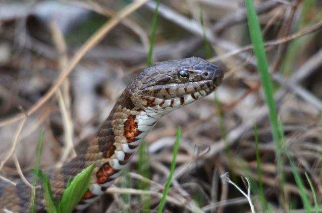 A close-up of a northern water snake in grass