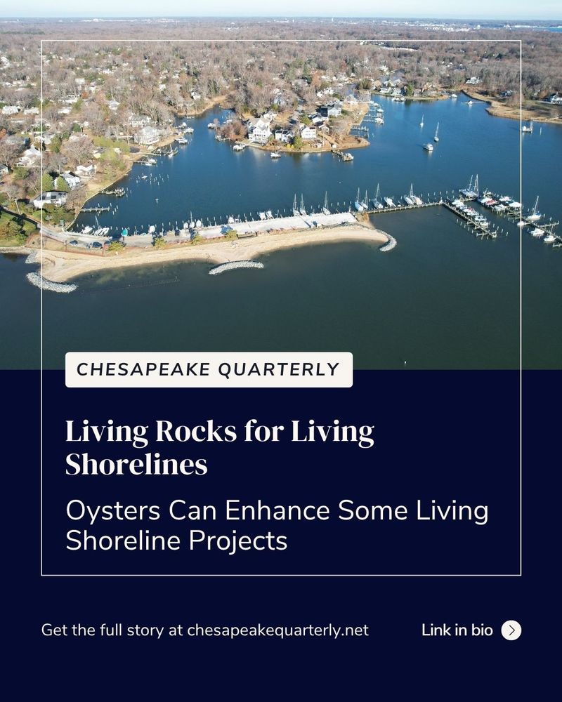 An aerial photo of a marina with a sandy living shoreline and the text "Chesapeake Quarterly, Living Rocks for Living Shorelines; Oysters Can Enhance Some Living Shoreline Projects, Get the full story at chesapeakequarterly.net, link in bio"