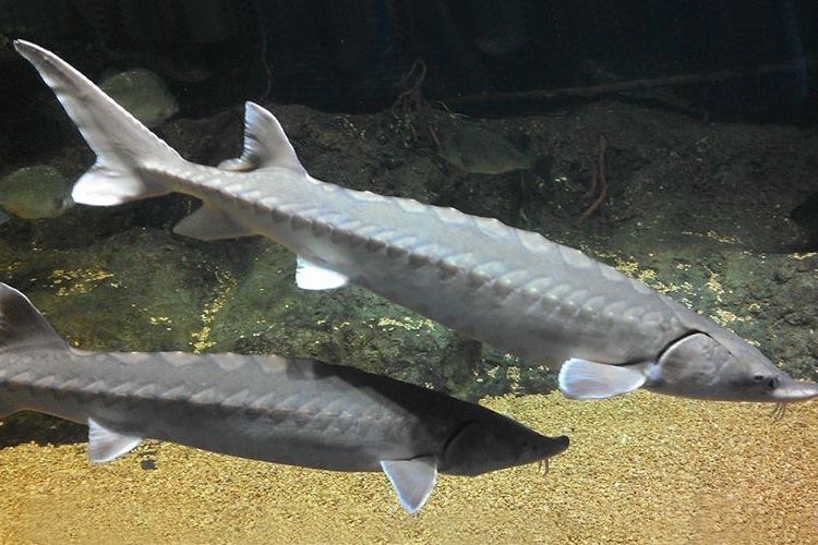 Two Atlantic sturgeon swim above a sandy seafloor