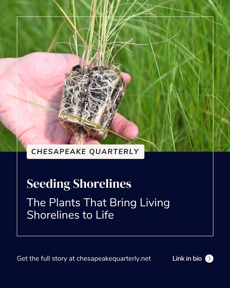 A graphic with a photo of a grass plug and the text "Chesapeake Quarterly, Seeding Shorelines, The Plants That Bring Living Shorelines to Life, Get the full story at chesapeakequarterly.net, link in bio"