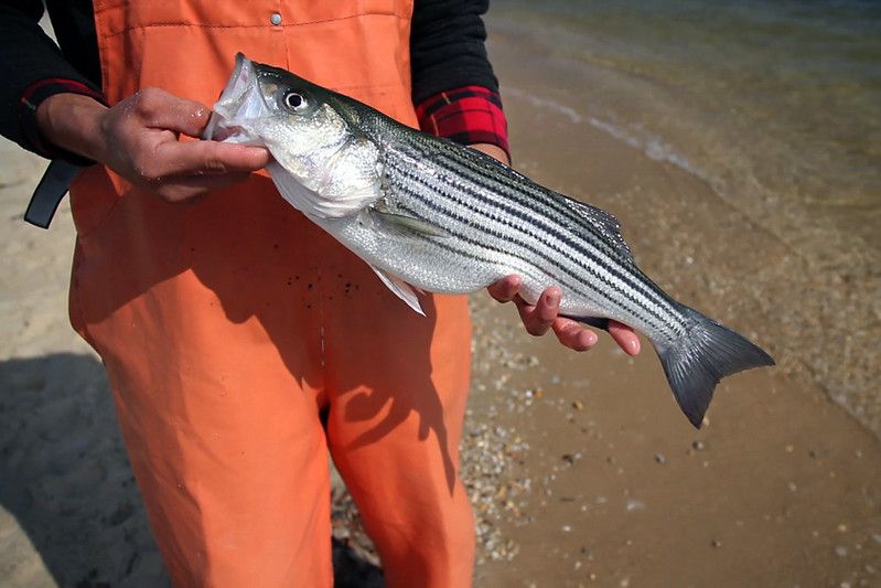 A person in waders holds a striped bass fish