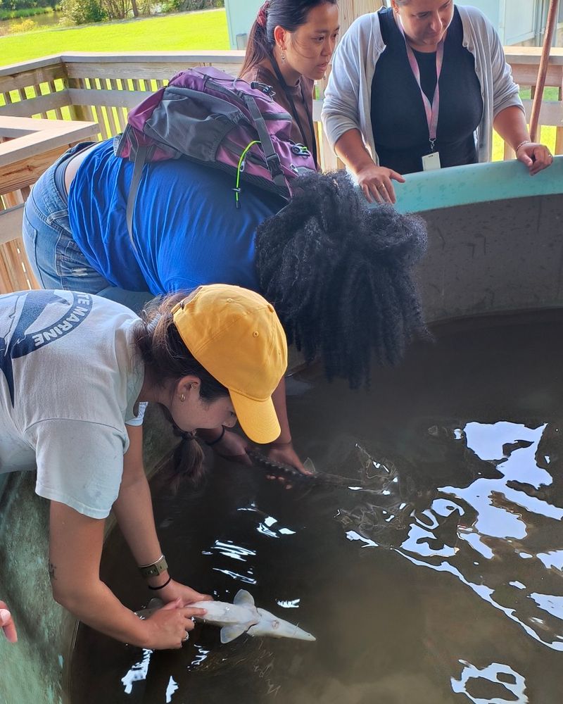 Two people lean over a large circular tank full of water and they each gently hold small Atlantic sturgeon in the water