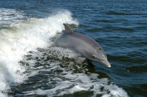 A bottlenose dolphin rides a wake
