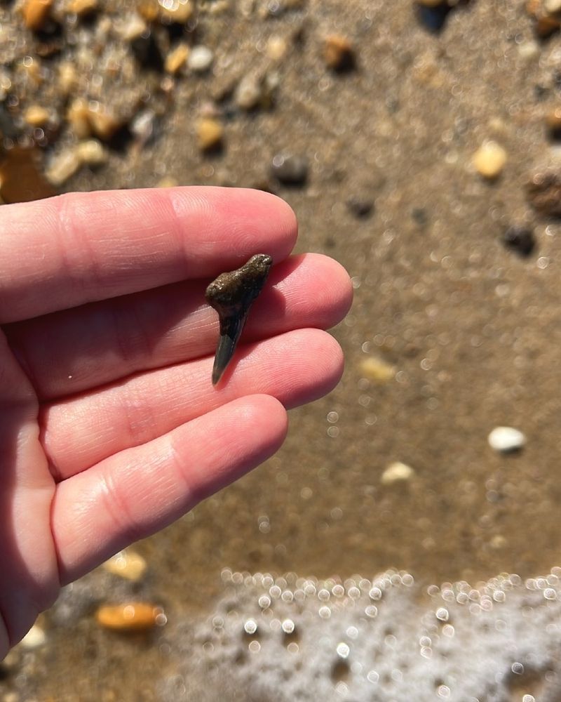 A hand holding shark tooth