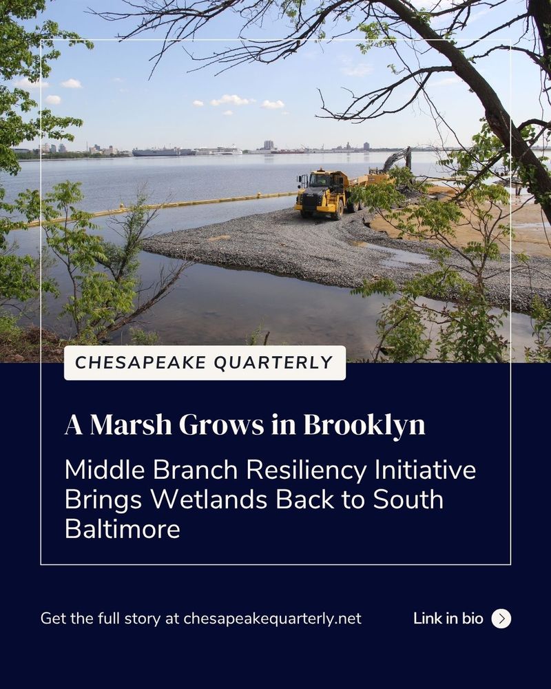 A photo of a living shoreline under construction in the water along South Baltimore's shore with text "Chesapeake Quarterly, A Marsh Grows in Brooklyn: Middle Branch Resiliency Initiative Brings Wetlands Back to South Baltimore, Get the full story at chesapeakequarterly.net, link in bio"