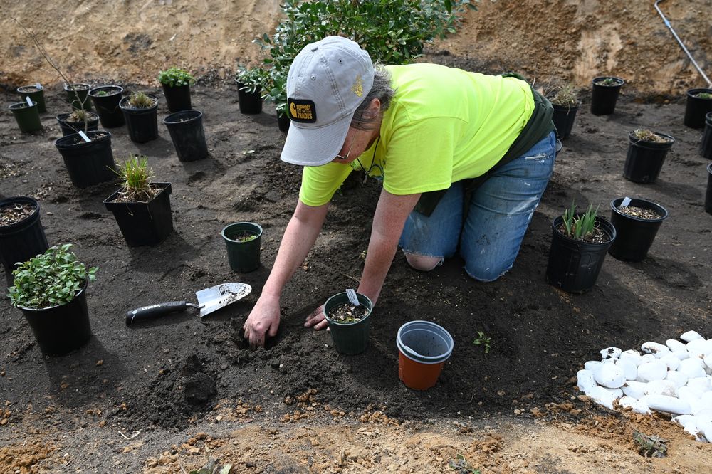 A person in a neon yellow shirt and gray cap kneels in the soil, planting a small native plant from a nursery pot. Surrounding them are dozens of potted plants waiting to be planted, a trowel, and a pile of white drainage stones.