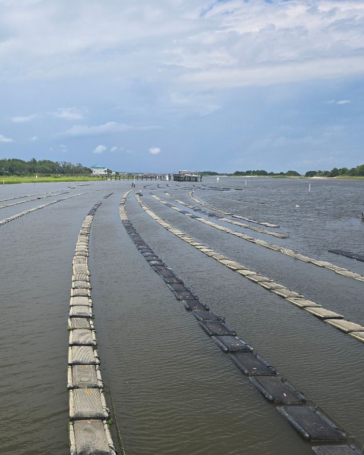 An oyster farm with floating oyster cages in long rows on the water