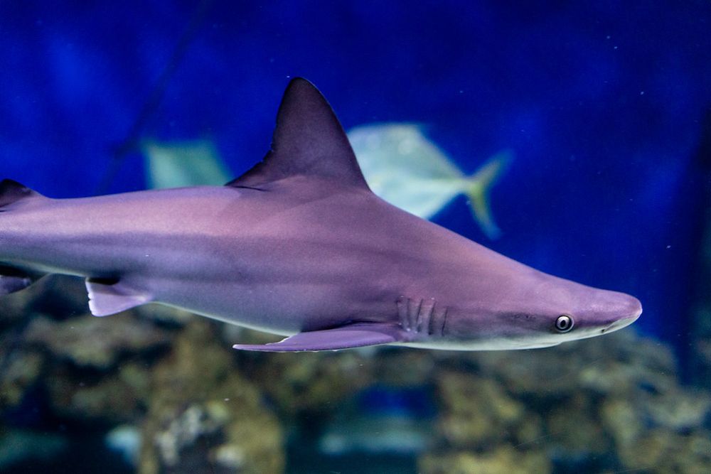 A sandbar shark swims in a large aquarium tank