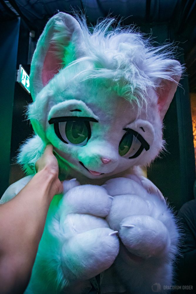 Liamm looking up from his paws as Draco’s hands pet him on the chin