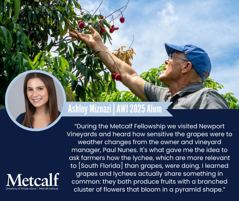A photo of Ashley Miznazi, AWJ 2025 Alum, and of a farmer harvesting lychee fruit. A quote from Ashley explains how the Metcalf fellowship inspired a story she pursued for the Miami Herald: "During the Metcalf Fellowship we visited Newport Vineyards and heard how sensitive the grapes were to weather changes from the owner and vineyard manager, Paul Nunes. It's what gave me the idea to ask farmers how the lychee, which are more relevant to [South Florida] than grapes, were doing. I learned grapes and lychees actually share something in common: they both produce fruits with a branched cluster of flowers that bloom in a pyramid shape.”