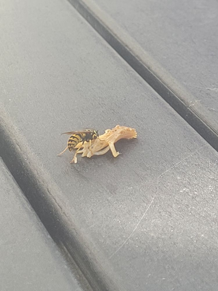 A wasp tearing a bite out of a bit of grilled chicken 