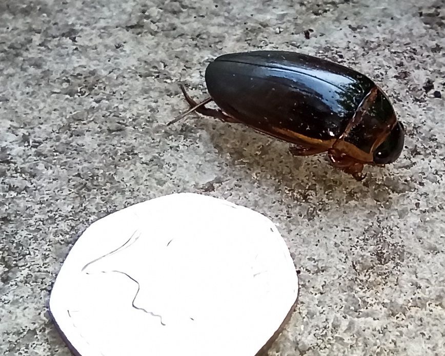 Large insect/beetle(?) over 1 inch in length lying next to a post-1997 50p coin. Bottom legs slightly unfurled and sticking out from under body/shell. Apologies for the awful pics.