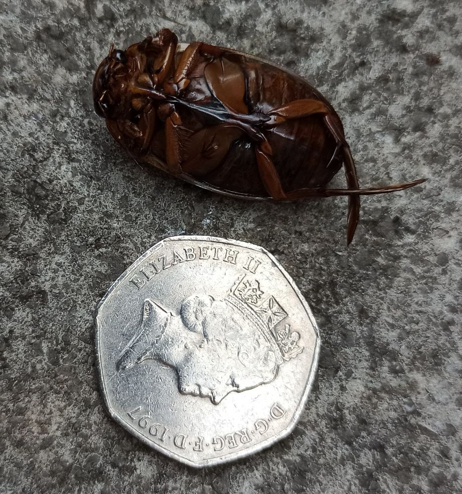Large insect/beetle(?) over 1 inch in length lying next to a post-1997 50p coin. Brown underbelly shown.