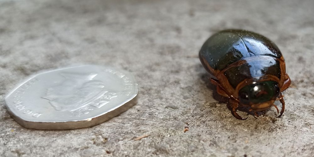 Large insect/beetle(?) over 1 inch in length lying next to a post-1997 50p coin. Head on - dark greenish shell with brown/orange edges.  