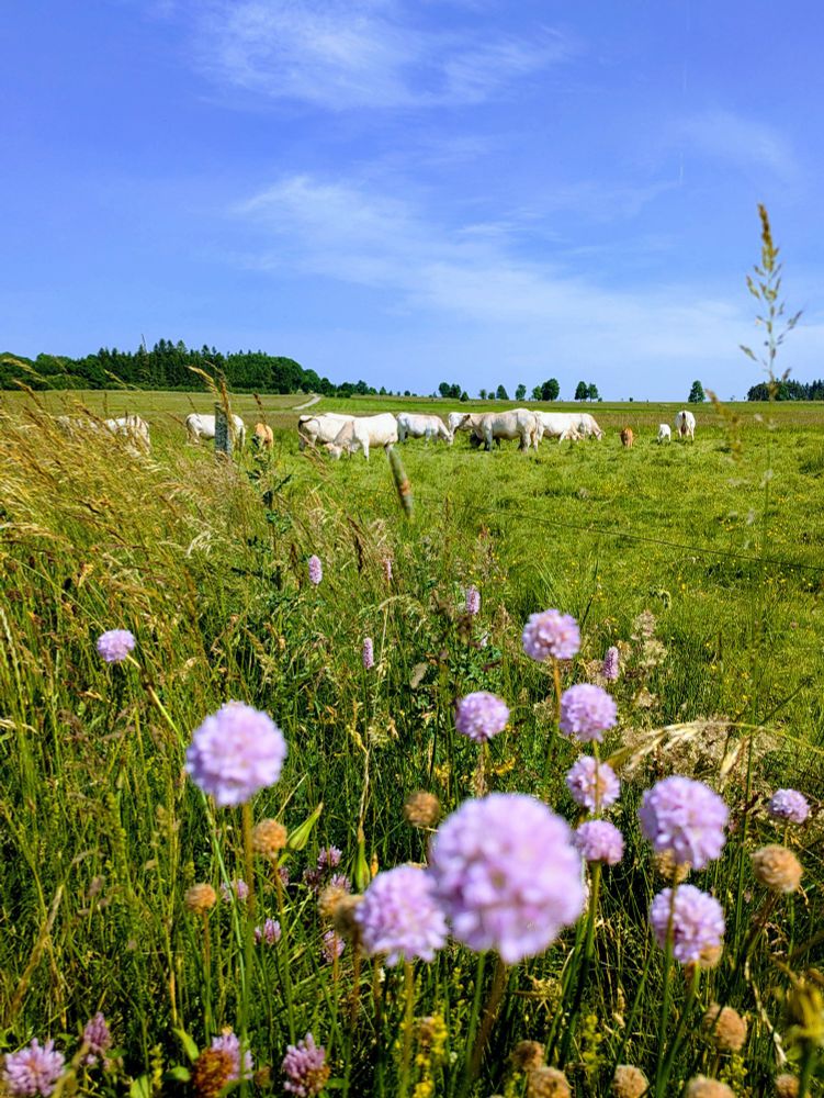 Fleurs roses armeria et vaches dans un pré verdoyant rue des Vastres entre Mars et Fay-sur-Lignon / photo Voyage en Douce