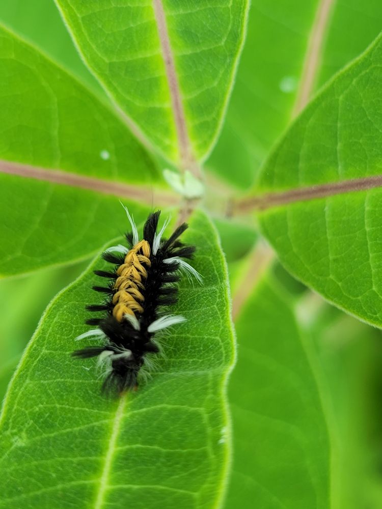 milkweed tussock moth caterpillar