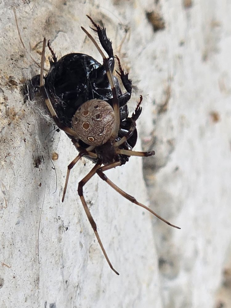 Close angle of a spider eating a beetle