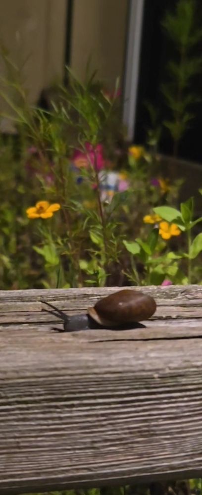 A snail inches along wood. Wildflowers are in the background