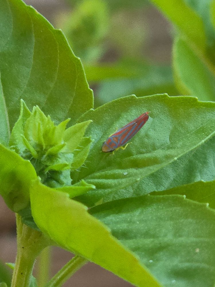 A red banded leaf hopper sits on top of a basil plant 
