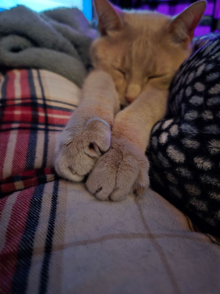 A light orange tabby cat stretches his paws adorably toward the foreground. He is between blankets, squinting his eyes closed
