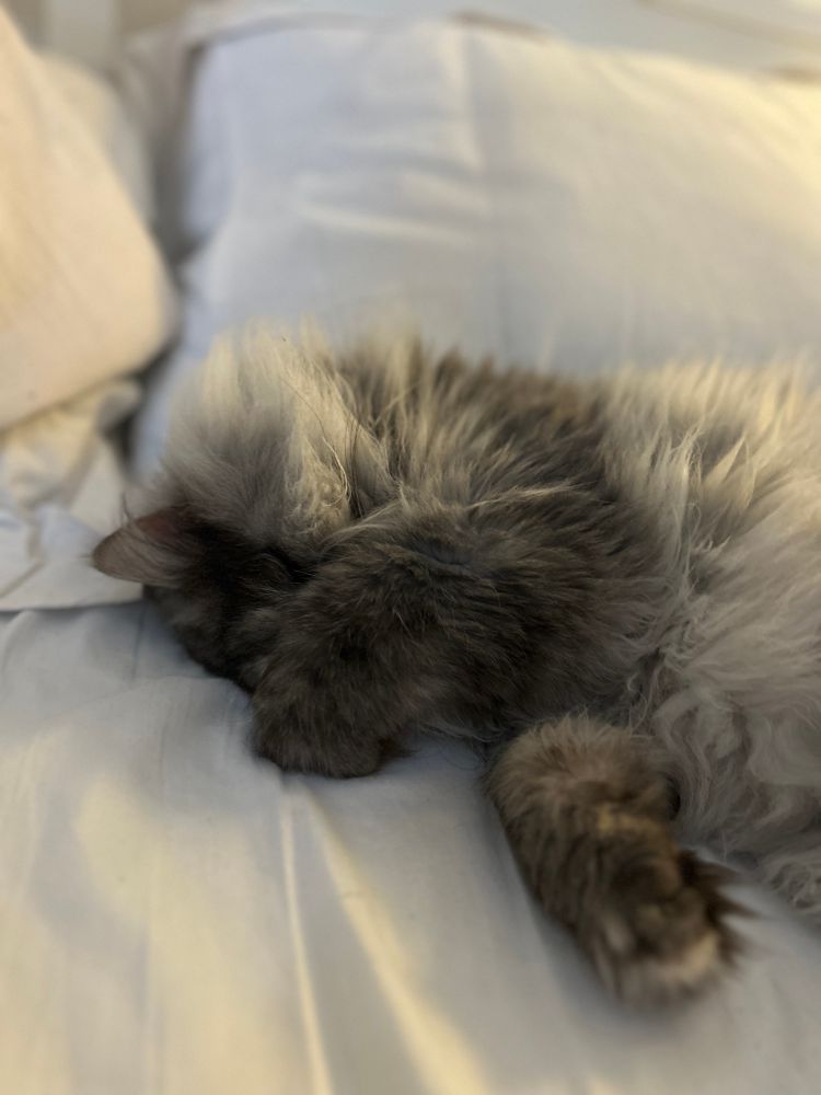 A fluffy grey cat is lying on a bed with one paw over her face. She has decided to nope today 