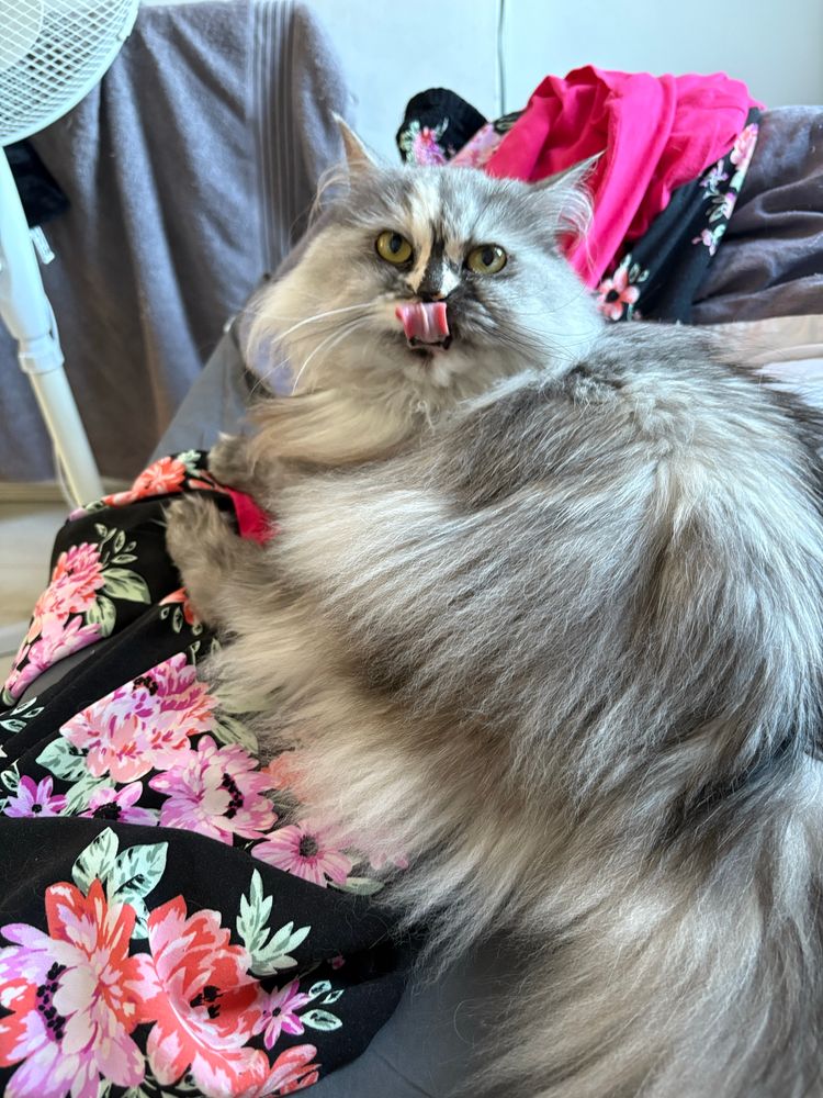 A beautiful fluffy grey cat is sitting on top of floral trousers. Her tongue is out, in a very exaggerated blep. She is perfect 
