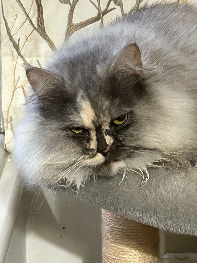 A grey fluffy cat with beautiful face markings looking furious sits on a cat tree perch in front of a blind