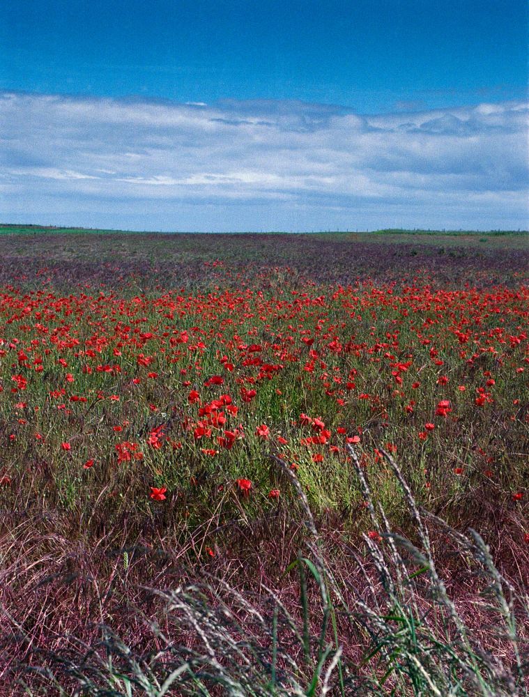 A film photograph shot on Kodak Gold using an Olympus OM-10, capturing a vibrant field of red poppies in bloom under a bright blue sky with scattered clouds. The image was taken in Fife, Scotland, and features wild grasses in the foreground with a gently rolling landscape stretching toward the horizon.