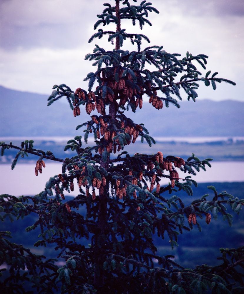 A richly detailed image of a conifer tree with numerous pine cones, photographed on Ben Lora, Scotland. The tree stands against a dramatic backdrop of misty hills, water, and an overcast sky. Shot on Kodak Ektar 100 film using a Mamiya RB67 medium format camera, the image features deep blues and purples with vibrant reddish-brown cones, showcasing the film’s vivid color rendering and fine grain.