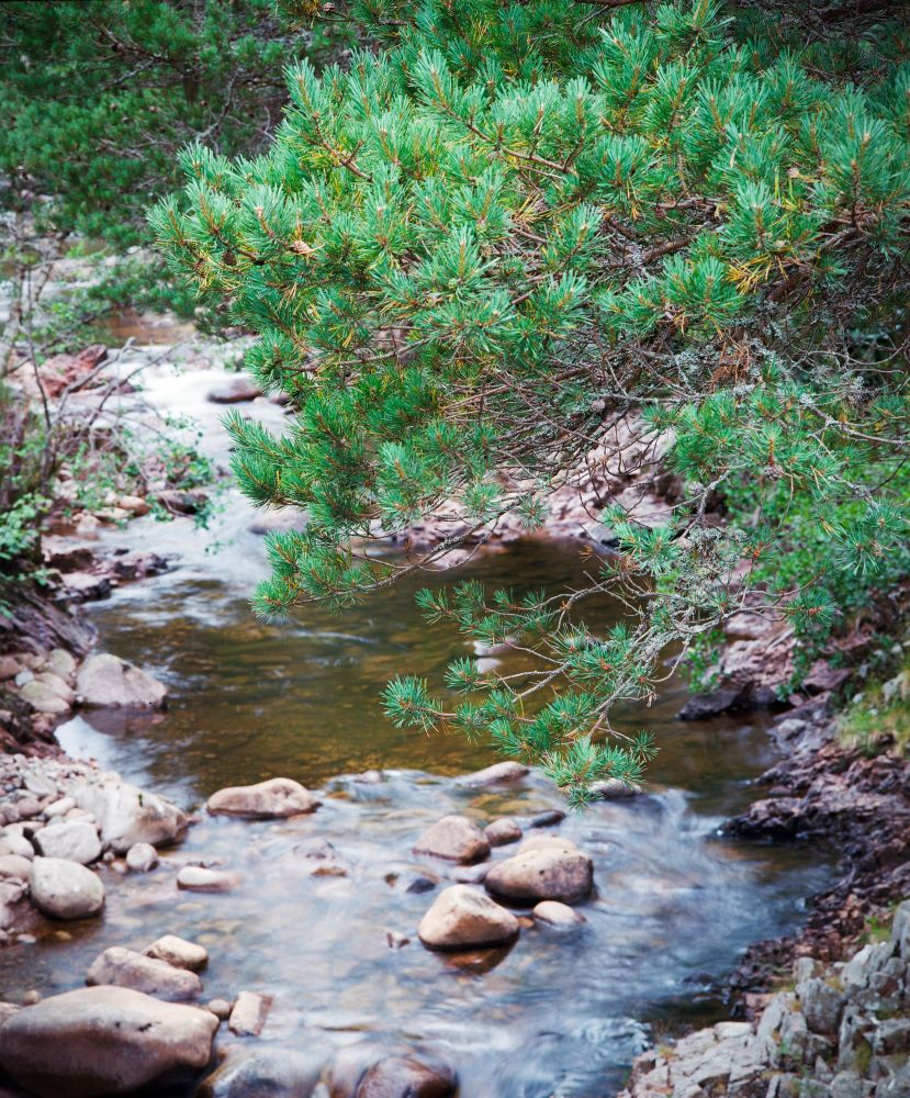A serene stream flowing over smooth rocks, framed by overhanging green pine branches, photographed in the Cairngorms on Kodak Ektar film with a Mamiya RB67.