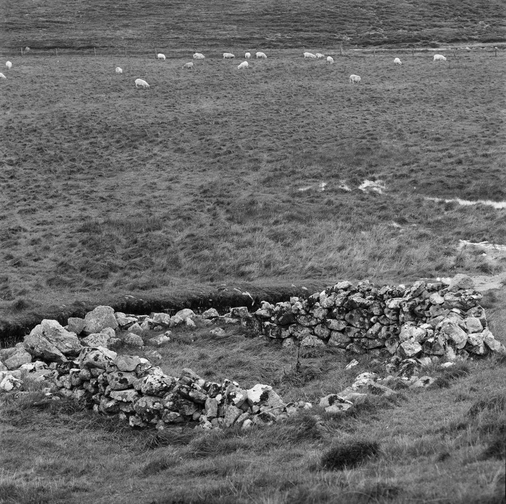 Black and white photograph shot on Ilford HP5 with a Hasselblad in Shetland, showing a rough stone-walled enclosure in the foreground, surrounded by windswept grassland. In the background, a small flock of sheep grazes across the gently sloping field under a cloudy sky.