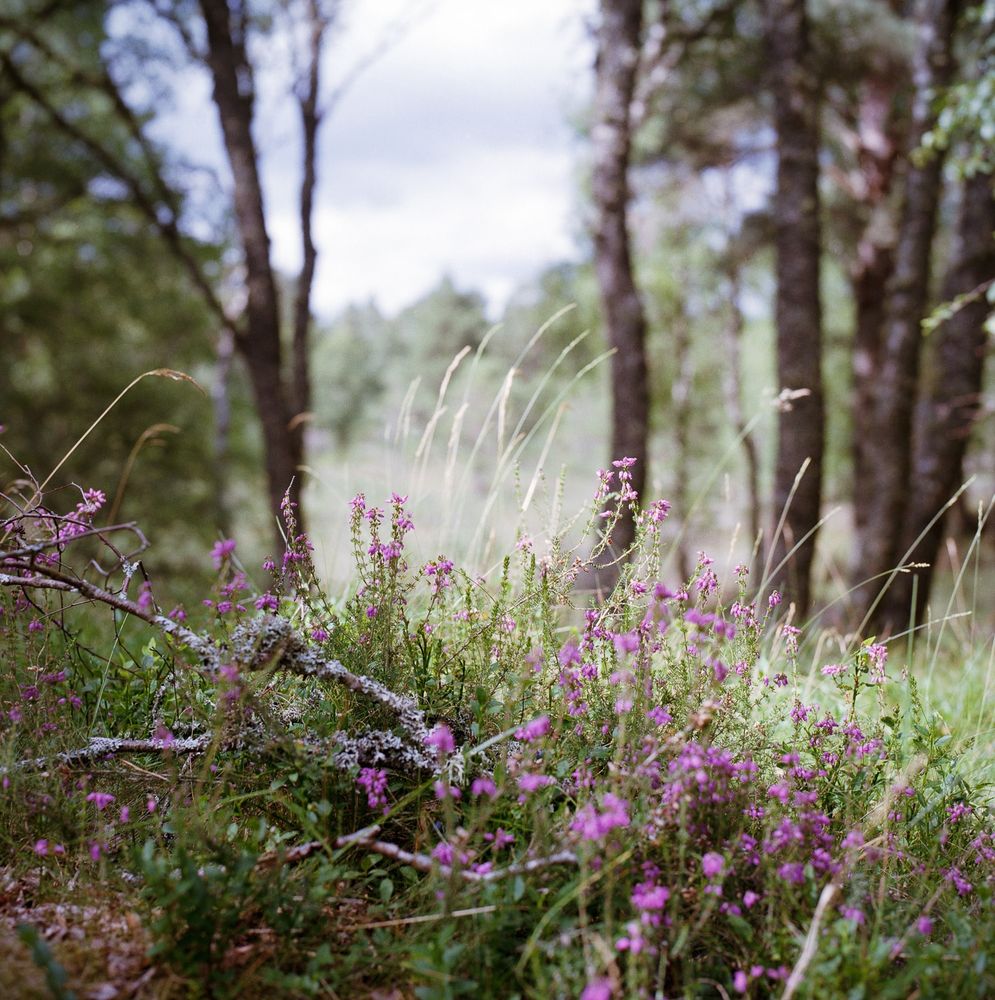 A soft-focus woodland scene in the Cairngorms, featuring a foreground of blooming purple heather and moss-covered twigs. Tall grasses and pine trees fill the background under a cloudy sky. Captured on Kodak Gold film with a Hasselblad camera, giving the image a warm, nostalgic tone.