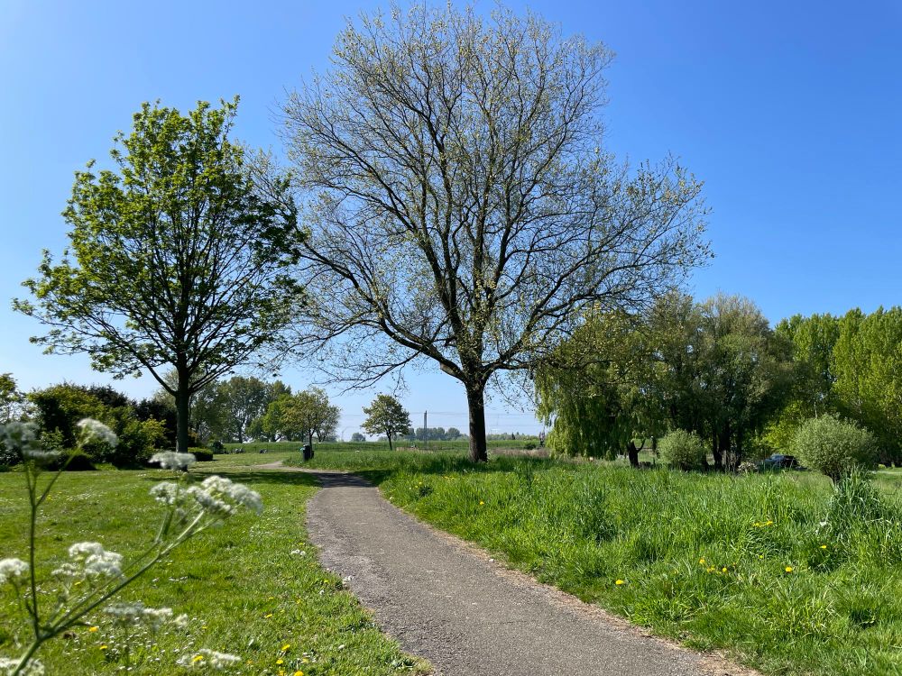 Parklandschap met Fluitenkruid, gras en een paadje en een gemeentelijke Vullisbak en bomen en een knetterblauwe lucht.