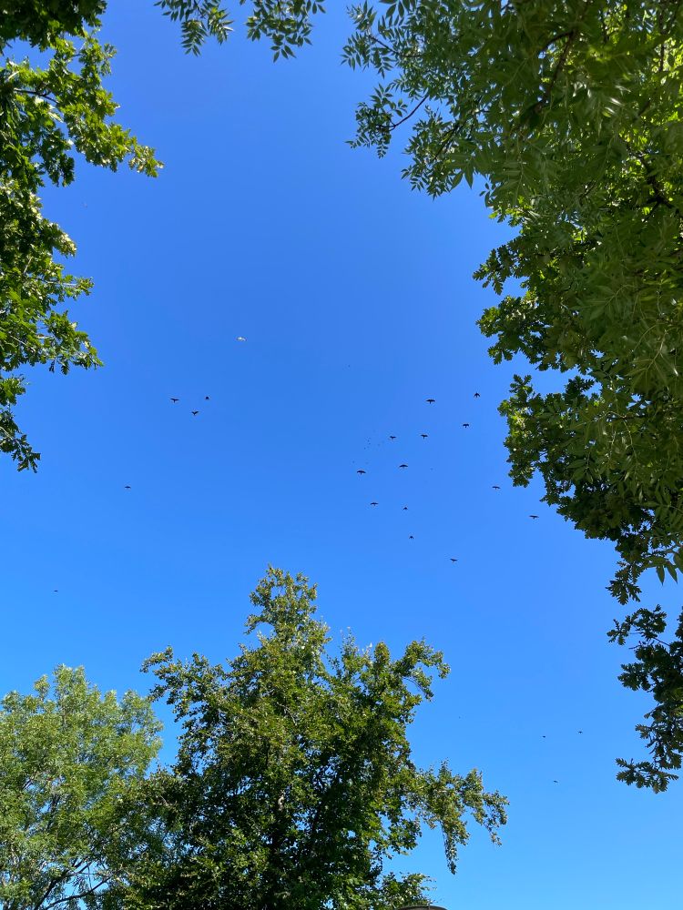 Vogels in de lucht tussen boomkruinen.