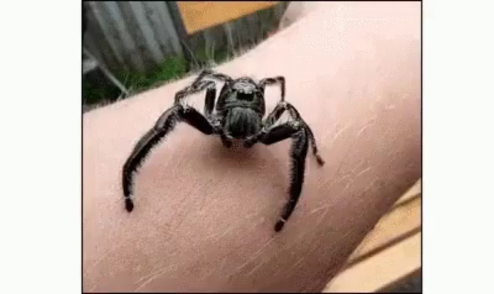 a close up of a spider on a person 's arm .